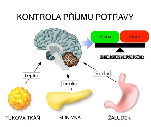 Control_Food_Intake